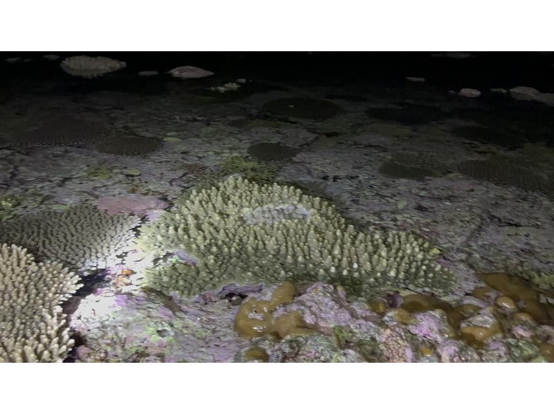 【鹿児島・与論島】1日1組夜限定ツアー干潮の限られた時間にしか行けない珊瑚見学ナイトツアーの紹介画像