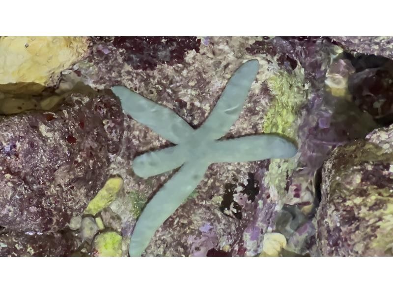 【鹿児島・与論島】1日1組夜限定ツアー干潮の限られた時間にしか行けない珊瑚見学ナイトツアーの紹介画像
