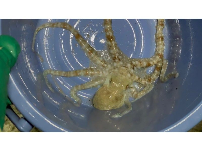 【鹿児島・与論島】1日1組夜限定ツアー干潮の限られた時間にしか行けない珊瑚見学ナイトツアーの紹介画像