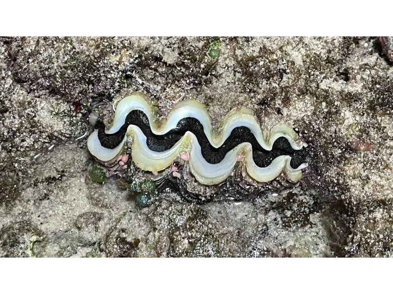 【鹿児島・与論島】1日1組夜限定ツアー干潮の限られた時間にしか行けない珊瑚見学ナイトツアーの紹介画像