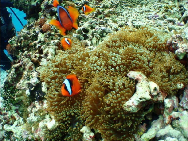 【沖縄 恩納村青の洞窟】10大特典無料 沖縄 青の洞窟ボート体験ダイビング 　専属ガイド・Goproカメラレンタル特典満載の紹介画像