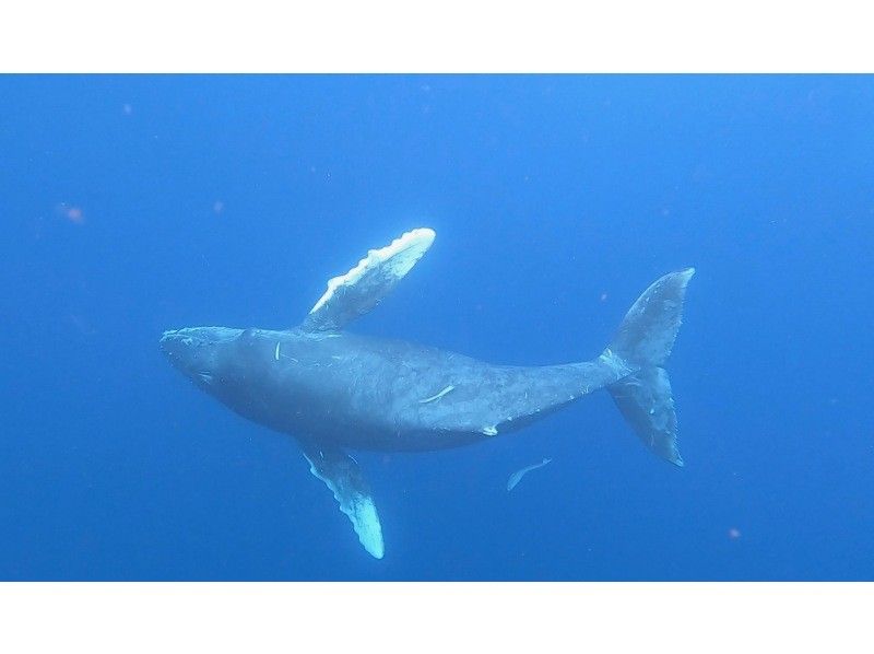 【沖縄本島・宜野湾発】ホエールスイム⭐️写真、動画その場でプレゼント⭐️器材レンタル込⭐️ライセンス必須⭐️２,3月限定の紹介画像