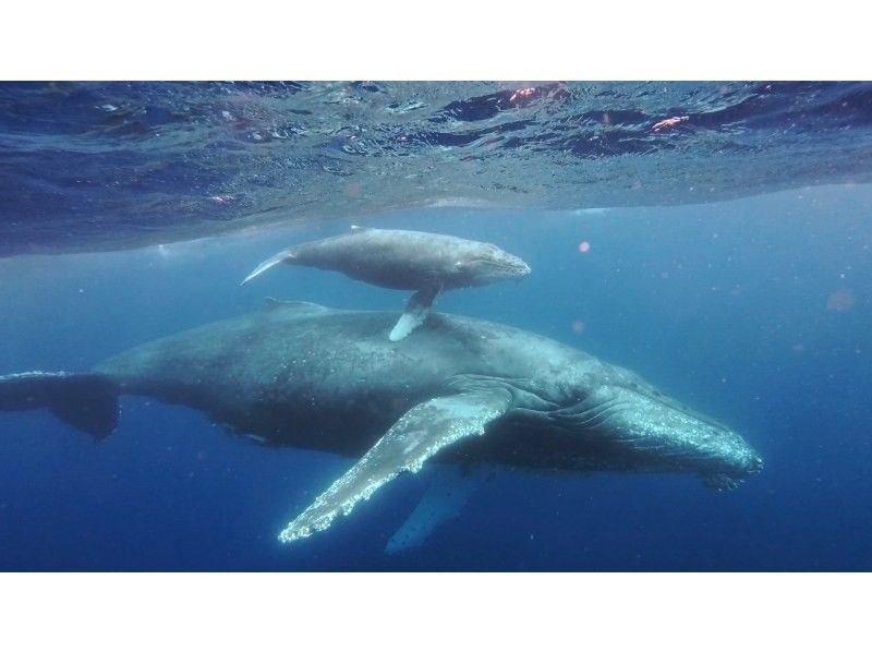 【沖縄本島・宜野湾発】ホエールスイム&ウォッチング⭐️写真、動画その場でプレゼント⭐️器材レンタル込⭐️ライセンス必須⭐️1,2,3月限定の紹介画像