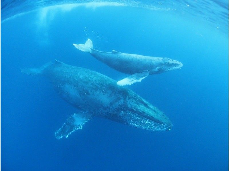 【沖縄本島・宜野湾発】ホエールスイム⭐️写真、動画その場でプレゼント⭐️器材レンタル込⭐️ライセンス必須⭐️２,3月限定の紹介画像