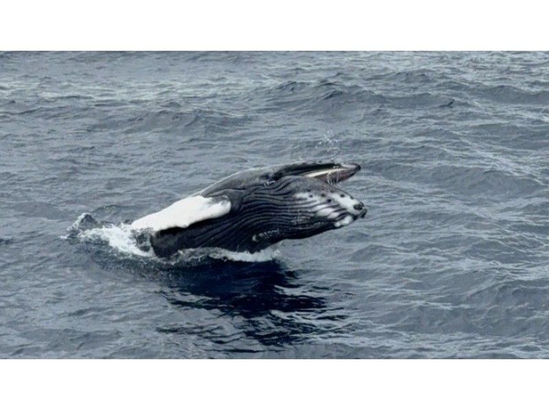 【沖縄本島・宜野湾発】ホエールスイム&ウォッチング⭐️写真、動画その場でプレゼント⭐️器材レンタル込⭐️ライセンス必須⭐️1,2,3月限定の紹介画像