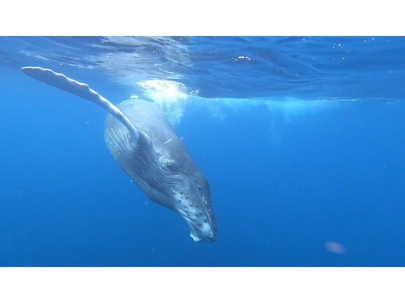 【沖縄本島・宜野湾発】ホエールスイム&ウォッチング⭐️写真、動画その場でプレゼント⭐️器材レンタル込⭐️ライセンス必須⭐️1,2,3月限定の紹介画像