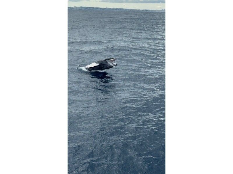 【沖縄本島・宜野湾発】ホエールスイム⭐️写真、動画その場でプレゼント⭐️器材レンタル込⭐️ライセンス必須⭐️２,3月限定の紹介画像