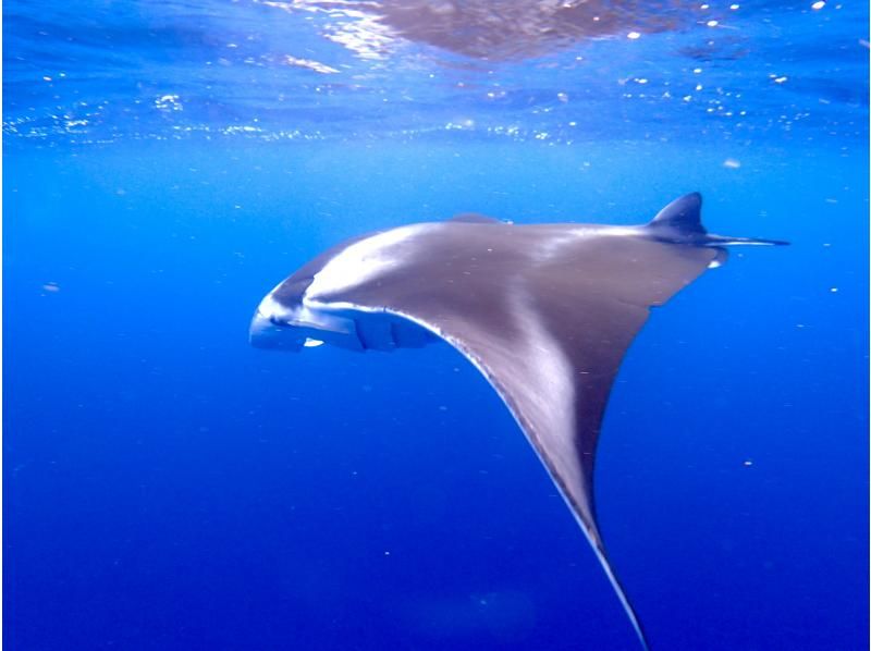 【石垣島・午前、午後\2便・3時間】泳ぎが苦手な方でもOK｜ウミガメorマンタシュノーケル＆幻の島上陸【写真無料】の紹介画像