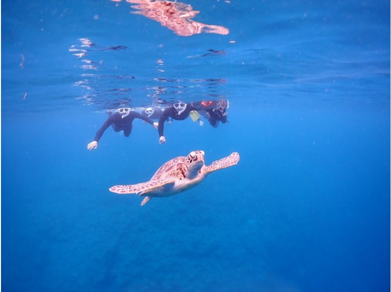 冬季割！【石垣島・午後】泳げなくもOKウミガメシュノーケル遭遇率95%【写真無料】の紹介画像