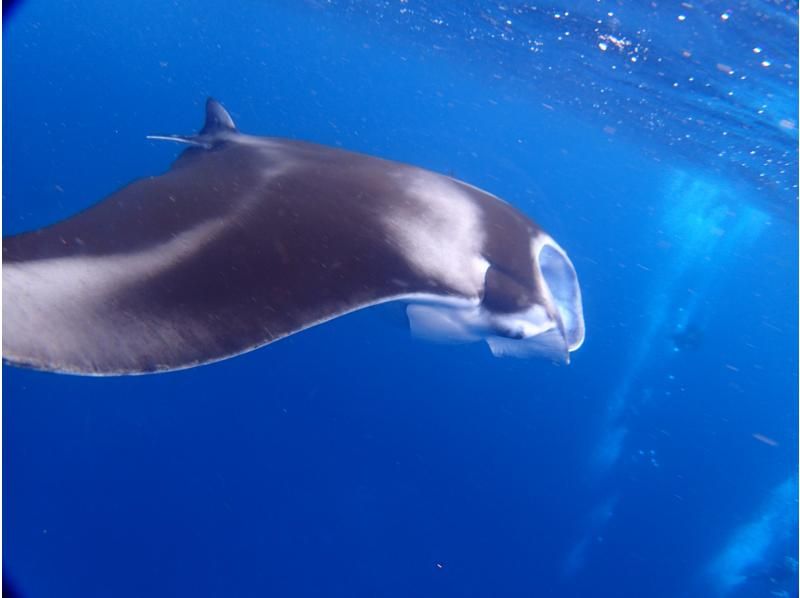 【石垣島・午前、午後\2便】ウミガメorマンタ＆幻の島上陸ーボートシュノーケル【写真無料】の紹介画像