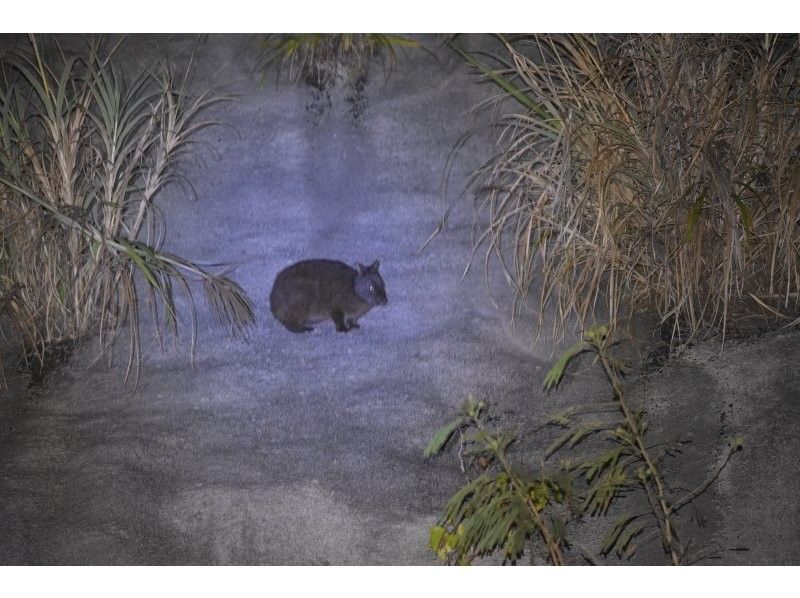 [Student-only plan] Night tour to search for endemic species of Amami Oshima! | 3 people ~ 