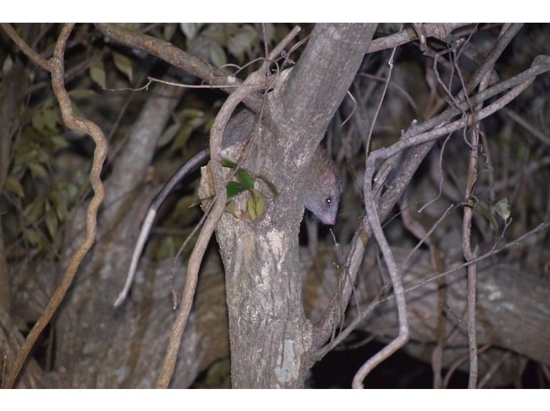 [Student-only plan] Night tour to search for endemic species of Amami Oshima! | 3 people ~ 