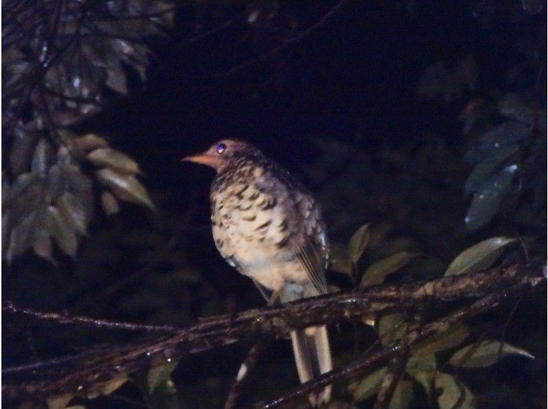 [Student-only plan] Night tour to search for endemic species of Amami Oshima! | 3 people ~ 