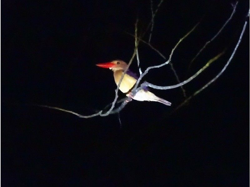 [Student-only plan] Night tour to search for endemic species of Amami Oshima! | 3 people ~ 