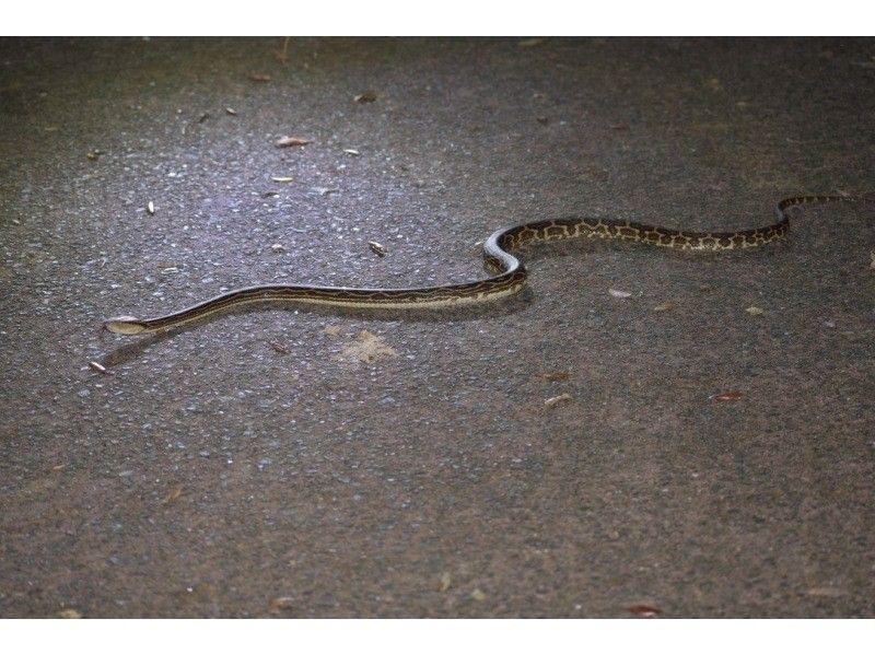 [Student-only plan] Night tour to search for endemic species of Amami Oshima! | 3 people ~ 