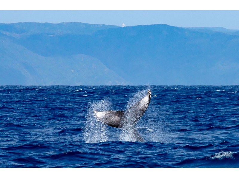 [คาโกชิมา/อามามิโอชิมะ] กิจกรรมทางทะเล ~ “ดูปลาวาฬ” ฤดูหนาวเท่านั้นの紹介画像