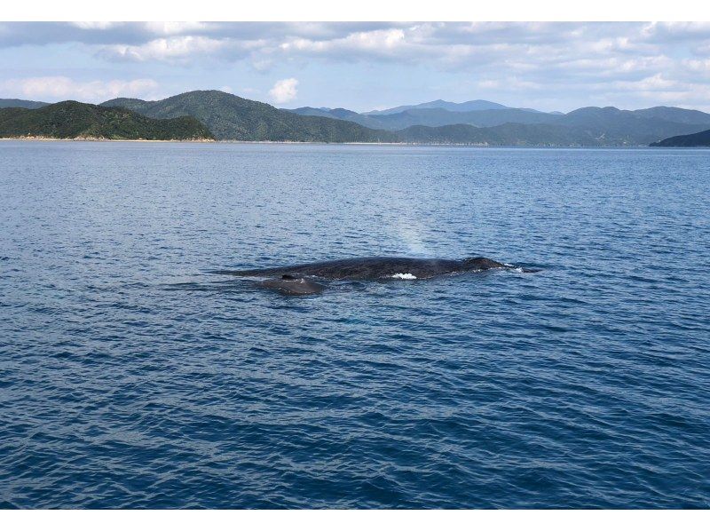 [鹿儿岛/奄美大岛]海上活动〜“赏鲸”仅限冬季の紹介画像