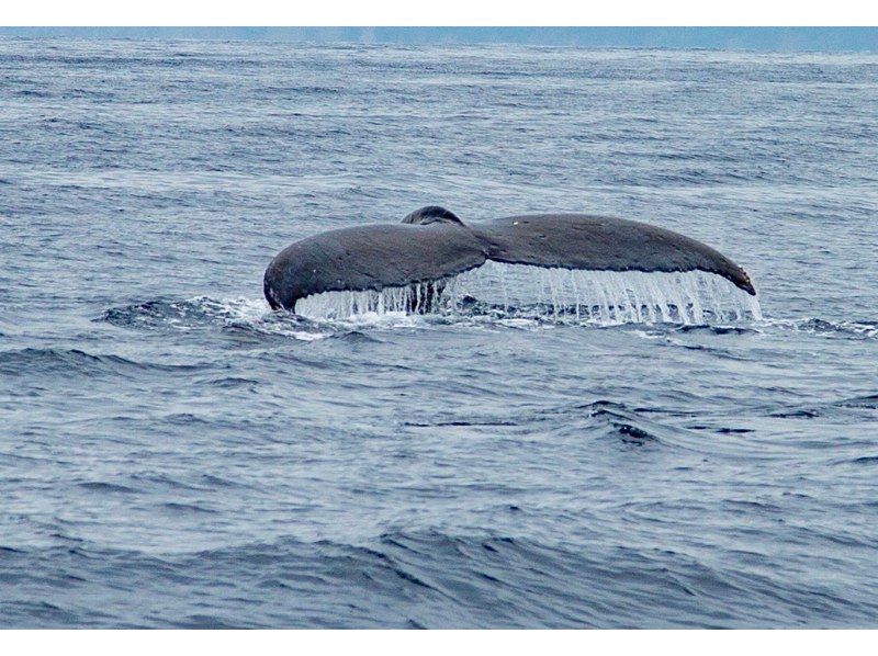 [Kagoshima/Amami Oshima] Marine activity ~ “Whale watching” winter onlyの紹介画像