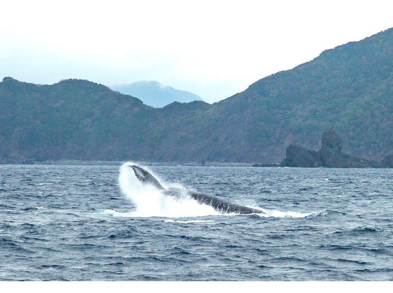 [คาโกชิมา/อามามิโอชิมะ] กิจกรรมทางทะเล ~ “ดูปลาวาฬ” ฤดูหนาวเท่านั้นの紹介画像