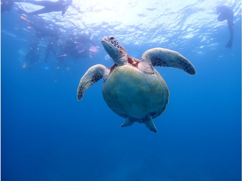 【石垣島・7時間】1日たっぷり海あそび｜幻の島上陸＆ウミガメ遭遇率99%！｜初心者OK【写真無料】の紹介画像