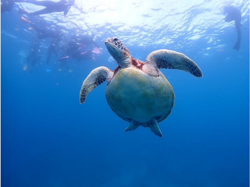 【石垣島・7時間】1日たっぷり海あそび｜幻の島上陸＆ウミガメ遭遇率99%！｜初心者OK【写真無料】の紹介画像