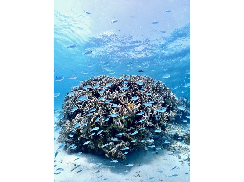 【石垣島・7時間】1日たっぷり海あそび｜幻の島上陸＆ウミガメ遭遇率99%！｜初心者OK【写真無料】の紹介画像
