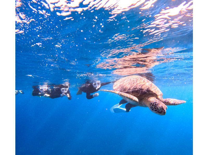 【石垣島・1日】ウミガメシュノーケルで贅沢なひとときープレミアムプラン【最新機種で撮影無料】