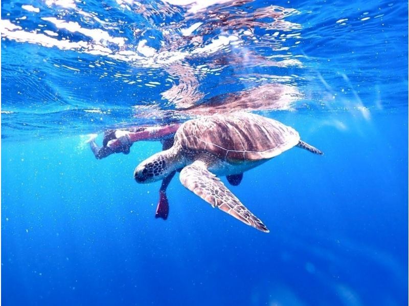 【石垣島・1日】ウミガメシュノーケルで贅沢なひとときープレミアムプラン【最新機種で撮影無料】