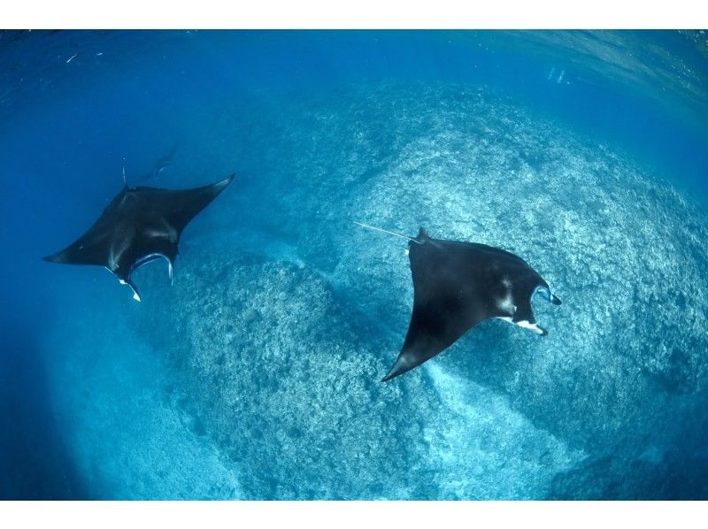 <Invoice system registered store> [Okinawa/Ishigaki Island] Enjoy the day to the fullest ♪ Manta ray snorkeling [camera data and equipment free]の紹介画像