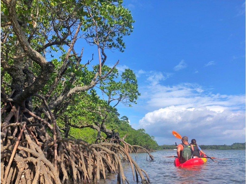 [Iriomote Island/1 day] Enjoy the World Heritage Site! Enjoy two rivers at Mizuochi Falls & mangrove SUP/canoeing! [Free photo data]の紹介画像