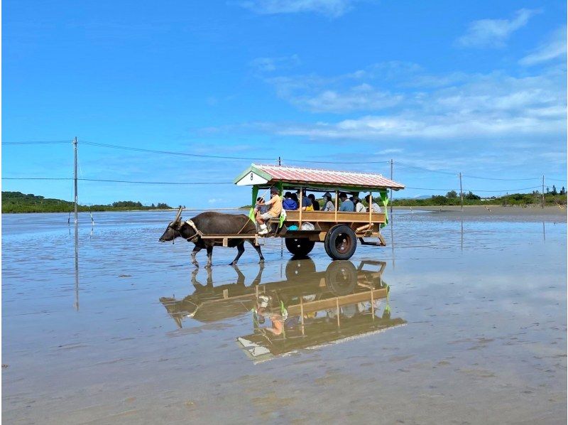 [เกาะอิริโอะโมเตะ/1 วัน] ทัวร์พายเรือแคนูหรือพายเรือคายักชมป่าชายเลนไปยังน้ำตกมิซูโอจิและทัวร์ชมเกาะยูบุ [ข้อมูลภาพถ่าย/ให้เช่าอุปกรณ์ฟรี]の紹介画像