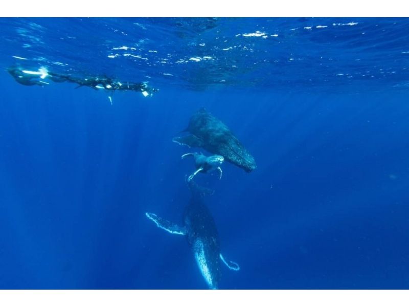 [License holders only] Snorkeling challenge! Whale Swim Let's swim with humpback whales! February/March limited menuの紹介画像