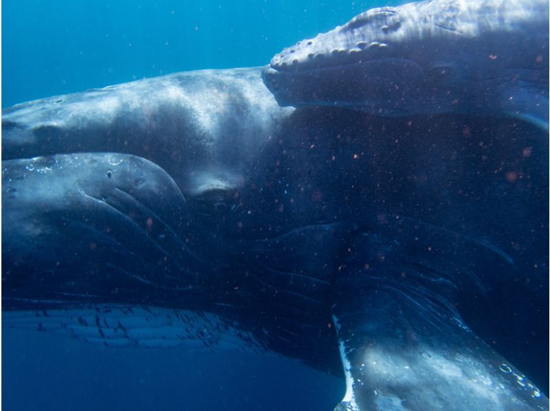 [License holders only] Snorkeling challenge! Whale Swim Let's swim with humpback whales! February/March limited menuの紹介画像