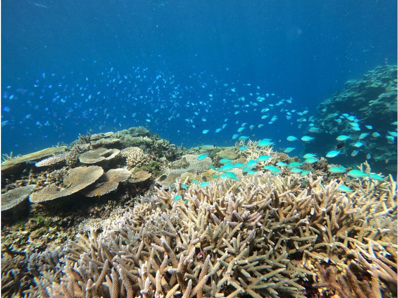 [Iriomote Island/1 day] Barasu Island x Spectacular Beach! Iriomote Island Perfect Snorkeling Pack [Photo data/Equipment rental free]の紹介画像