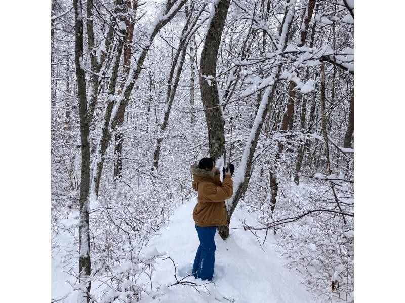 Easy!! Snow trekking Experience a little safe snowy forest! A leisurely 1-hour walk along a secret trailの紹介画像