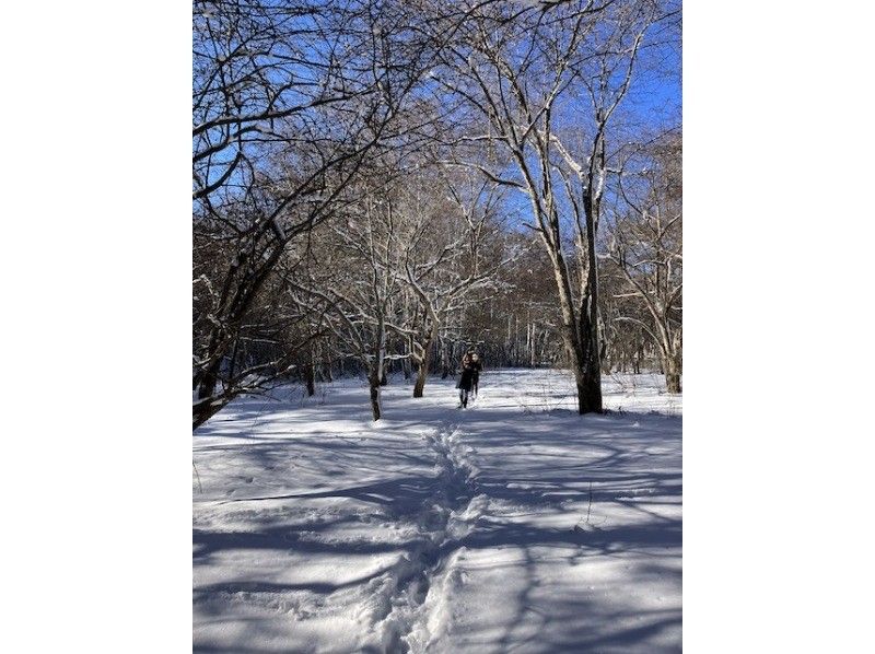 Easy!! Snow trekking Experience a little safe snowy forest! A leisurely 1-hour walk along a secret trailの紹介画像