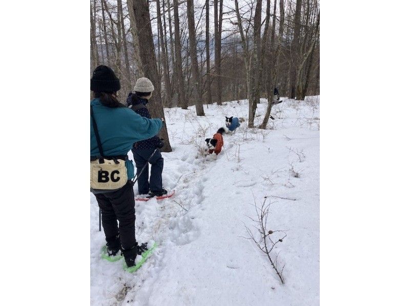 お手軽　スノートレッキング　1時間30分以内　安全な雪の森の中をちょっとだけ体験　のんびり 秘密のトレイル散策プランの紹介画像