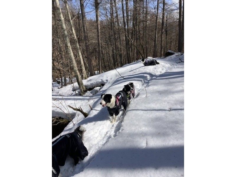 お手軽　スノーシュー、スノートレッキング　約1時間30分　安全な雪の森の中をちょっとだけ体験　のんびり 秘密のトレイル散策プランの紹介画像