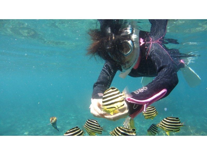 [Shimoda/Ebisu Island] Guided snorkeling tour with excellent visibilityの紹介画像