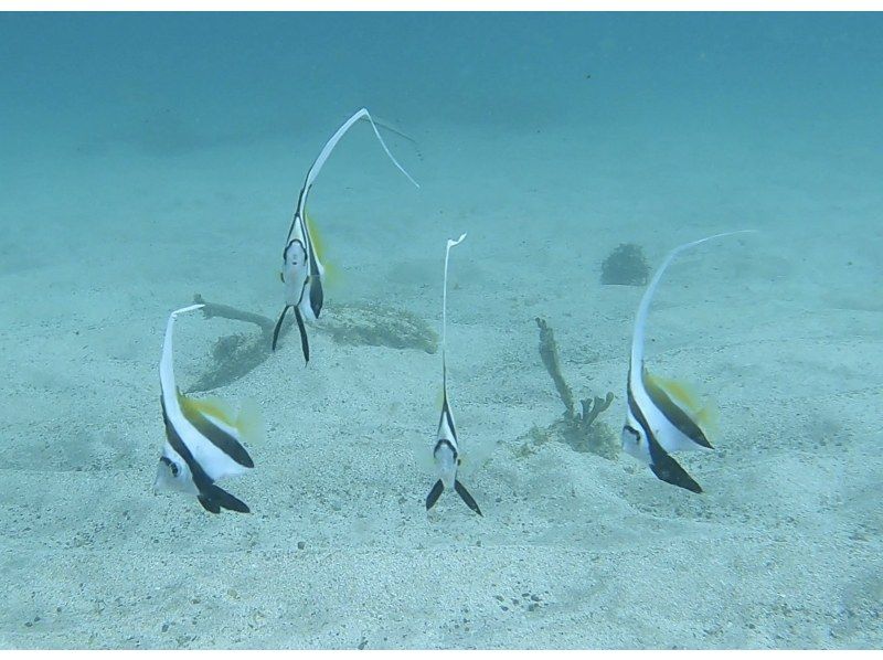 [Shimoda/Ebisu Island] Guided snorkeling tour with excellent visibilityの紹介画像