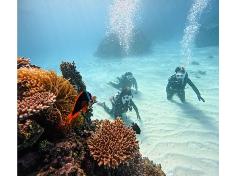 【早割8500円】カップル、ご夫婦、友人｜初めてでも安心｜専属ガイドがご案内｜幻の島上陸＆体験ダイビング【石垣島、午前、午後/2便】の紹介画像