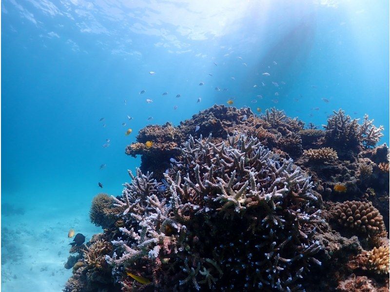 【早割でお得に埋まり次第終了】☆トロピカルな魚と海中探検☆有名な幻の島上陸＆初心者向け体験ダイビング【写真付き】【石垣島、午前、午後/2便】の紹介画像