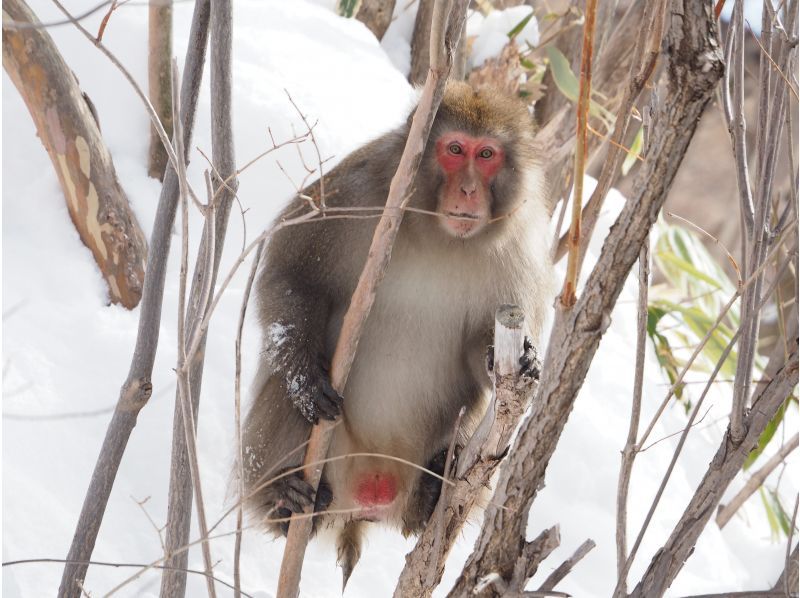 「スノーシュー上級編」ネイチャーガイドと尋ねる秘境！氷結の刈込湖トレッキング【栃木県・奥日光】の紹介画像