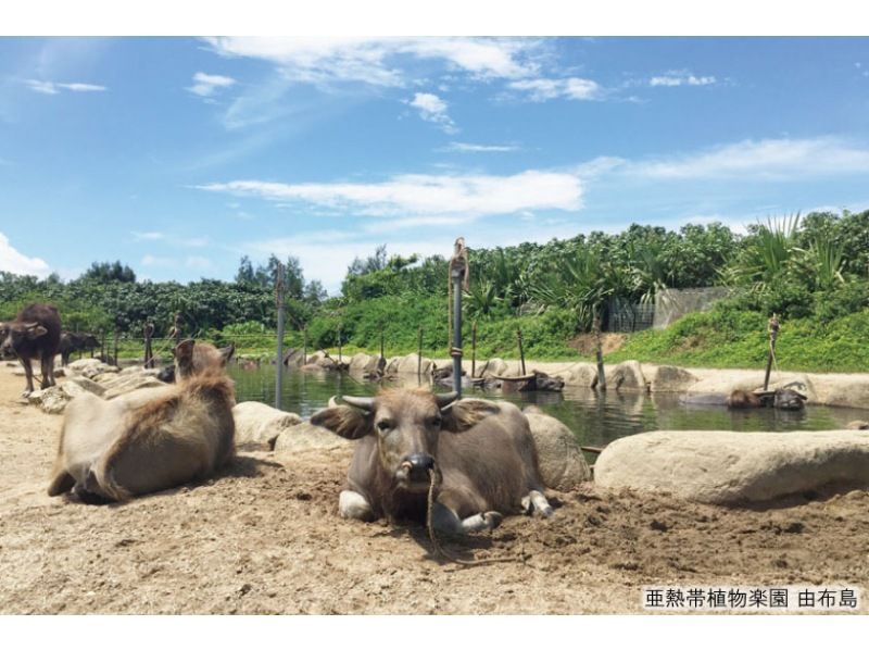 【1番人気の3島めぐり】西表･由布･竹富3島めぐり　竹富島でバス観光＜7時間／昼食付／R-2B＞の紹介画像