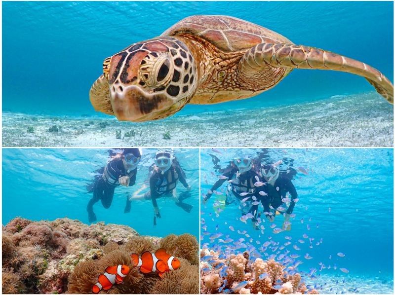 【宮古島/送迎可能】遭遇率100％継続！ ウミガメやカラフルなお魚と泳げる感動のシュノーケルツアー／当日予約＆前日予約OK！の紹介画像