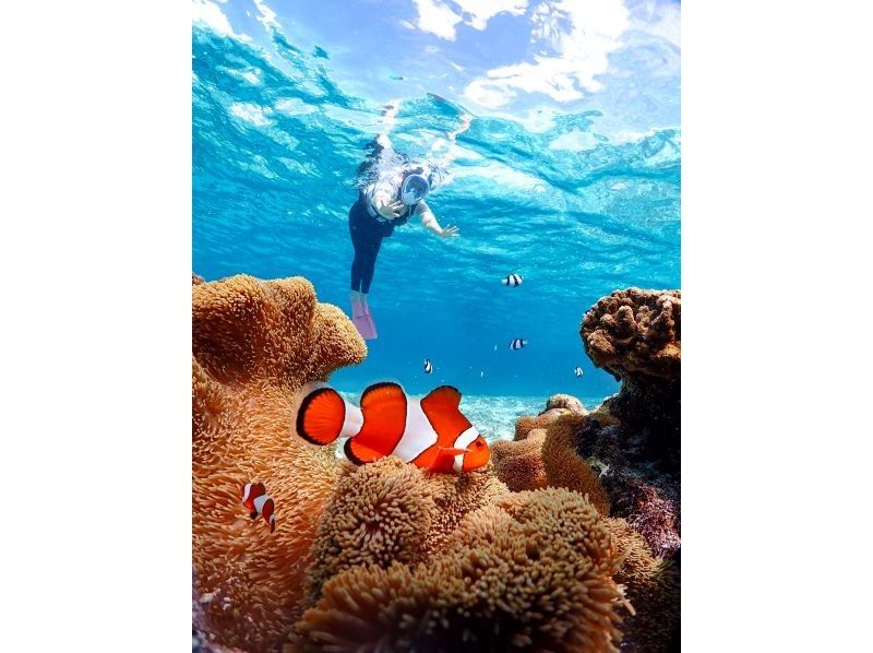 [Miyakojima] 100% chance of encountering them!! Beginners and children welcome!! A special snorkeling experience where you can swim up close with sea turtles and tropical fish!! Free high-resolution photos!!の紹介画像