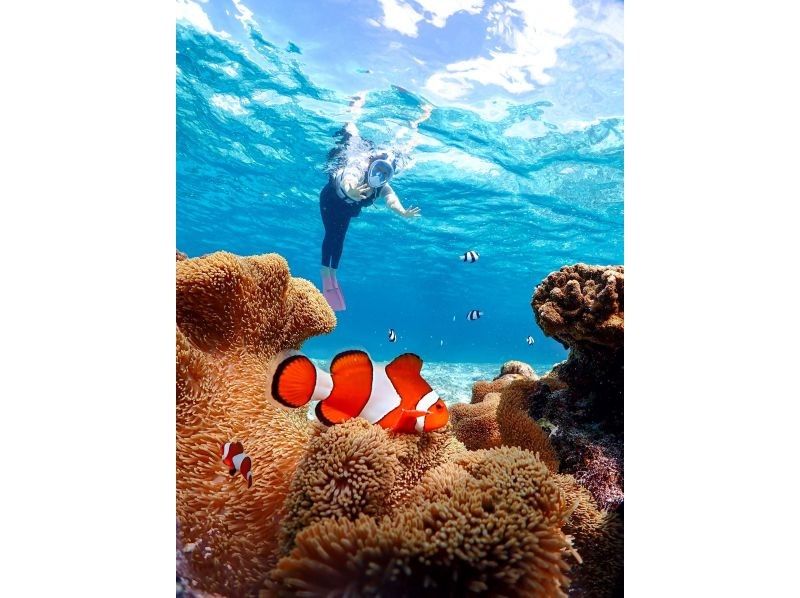 [Miyakojima] 100% encounter rate continues! Beginners and children welcome! A special snorkeling experience where you can swim up close with sea turtles and tropical fish! Free high-resolution photos!の紹介画像