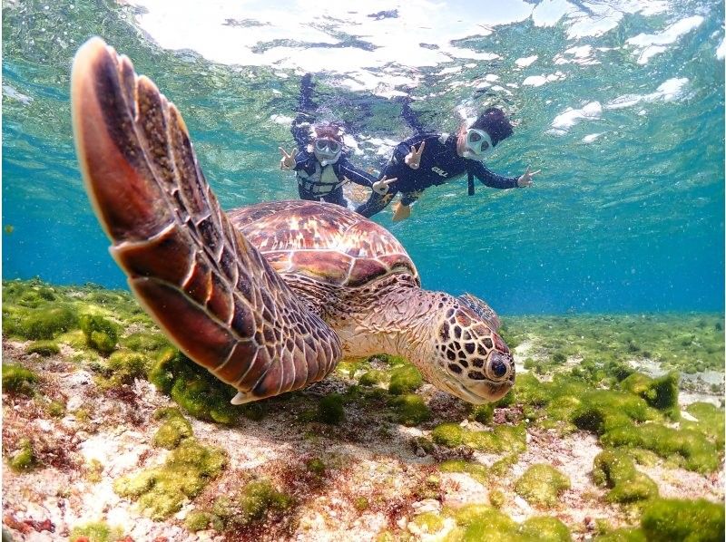 【沖縄・宮古島】初心者専門ガイドだから安心！ウミガメと間近で泳ぐ、特別なシュノーケリング体験！の紹介画像