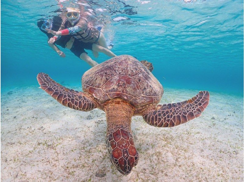 【宮古島】インスタ映え！ウミガメと泳げる贅沢なシュノーケリングツアー！高画質写真データ&器材全て無料！！初心者やお子様でも大歓迎！！！