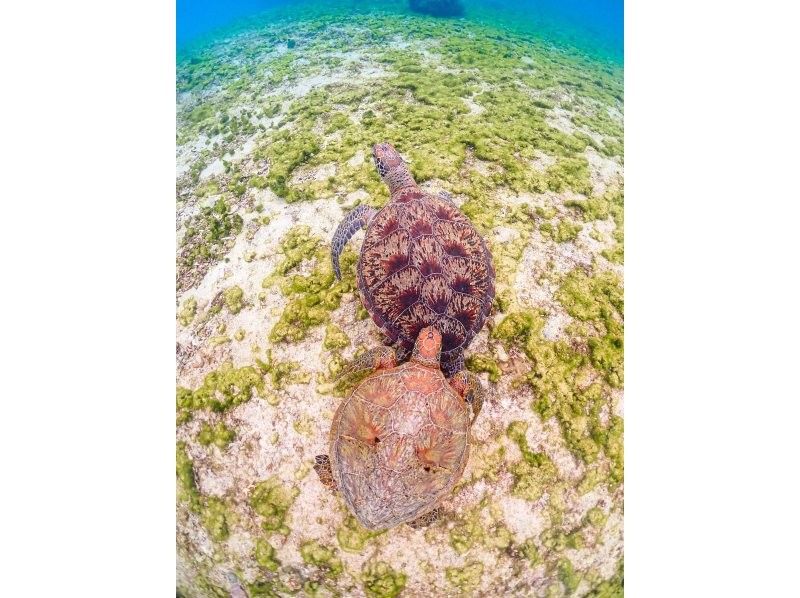 [Miyakojima] 100% encounter rate continues! Beginners and children welcome! A special snorkeling experience where you can swim up close with sea turtles and tropical fish! Free high-resolution photos!の紹介画像